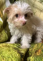 Angle, a female Yorkshire Terrier for sale in West Plains, MO – Photo 4 of 7