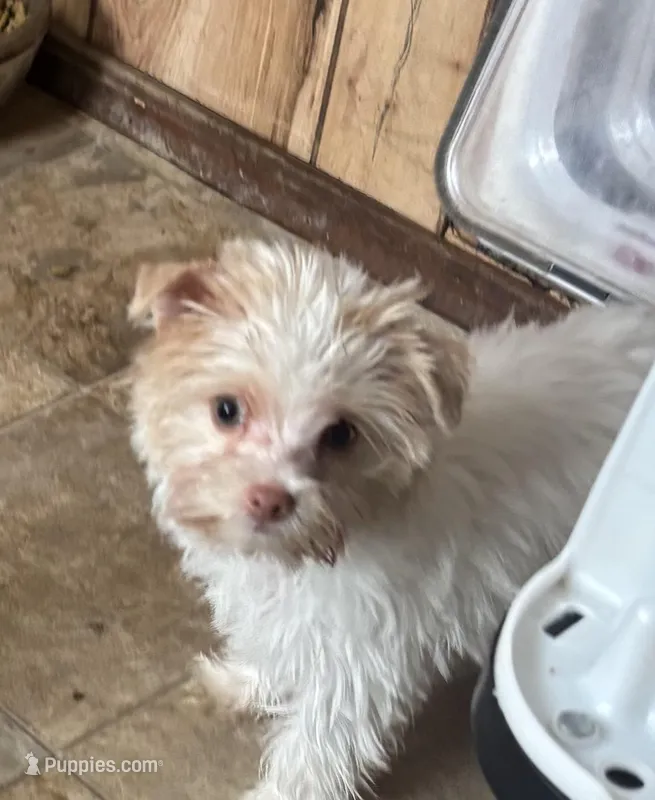 Angle – Yorkshire Terrier puppy for sale in West Plains, MO