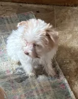 Angle, a female Yorkshire Terrier for sale in West Plains, MO – Photo 2 of 7