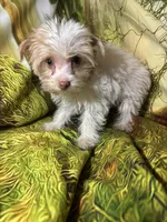 Angle, a female Yorkshire Terrier for sale in West Plains, MO – Photo 6 of 7