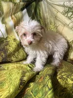 Angle, a female Yorkshire Terrier for sale in West Plains, MO – Photo 7 of 7