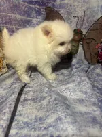 Icing on the cake, a male Pomeranian for sale in West Plains, MO – 5 of 8