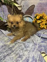 Truffles , a female Pomeranian for sale in West Plains, MO – 2 of 10