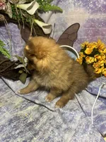 Truffles , a female Pomeranian for sale in West Plains, MO – 10 of 10