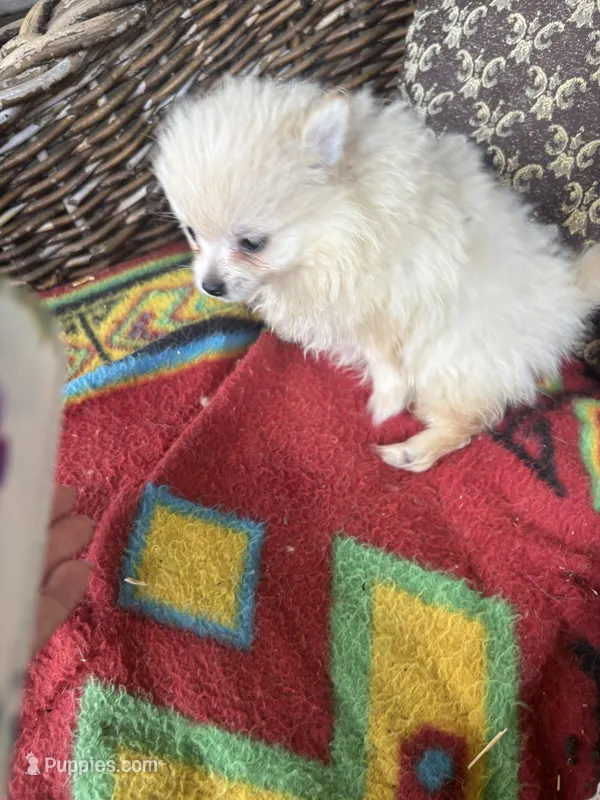 Jace – Pomeranian puppy for sale in West Plains, MO