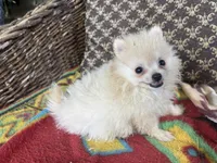 Jace, a male Pomeranian for sale in West Plains, MO – Photo 5 of 5