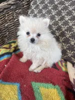 Jace, a male Pomeranian for sale in West Plains, MO – Photo 3 of 5