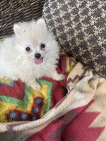 Jace, a male Pomeranian for sale in West Plains, MO – Photo 2 of 5