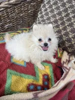 Jace, a male Pomeranian for sale in West Plains, MO – Photo 4 of 5