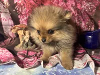 Aria, a female Pomeranian for sale in West Plains, MO – Photo 2 of 4