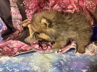 Aria, a female Pomeranian for sale in West Plains, MO – Photo 3 of 4