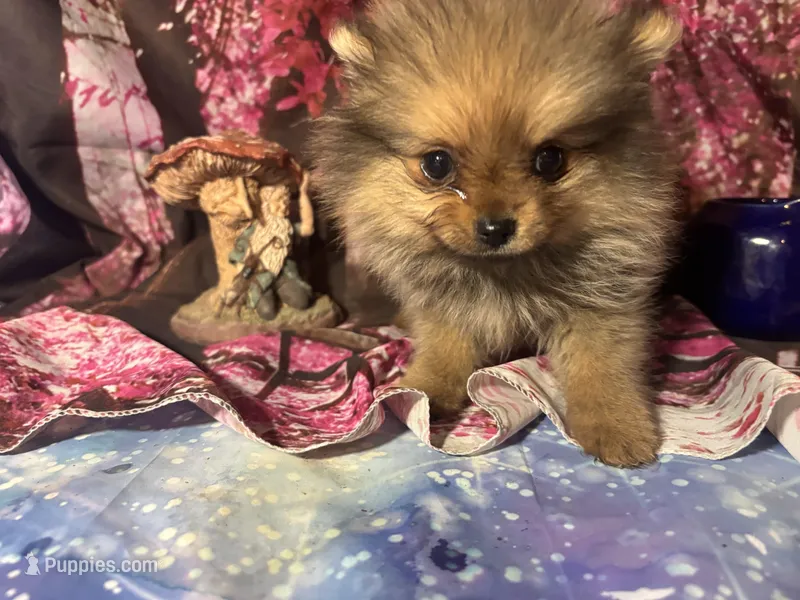 Aria – Pomeranian puppy for sale in West Plains, MO