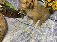 Truffles , a female Pomeranian for sale in West Plains, MO – 6 of 10