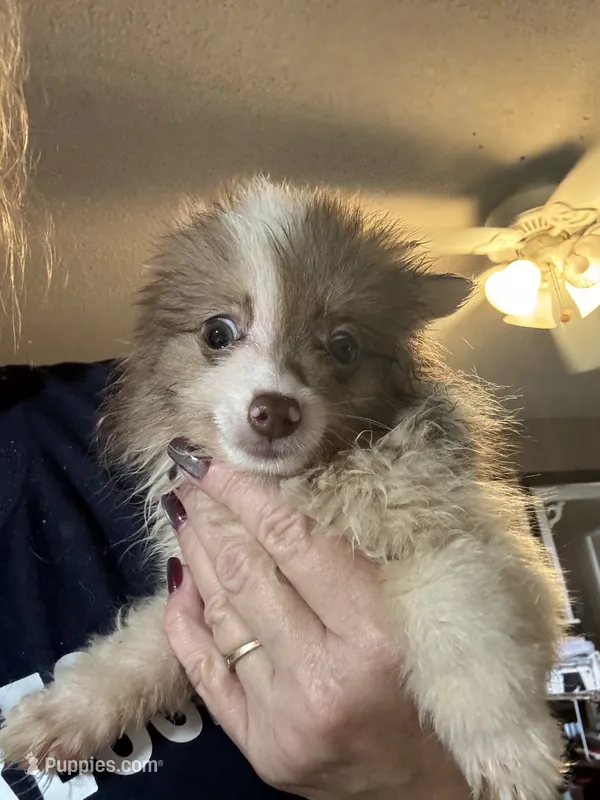 Truffles  – Pomeranian puppy for sale in West Plains, MO