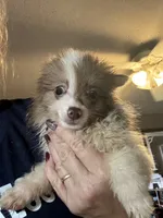 Truffles , a female Pomeranian for sale in West Plains, MO – 1 of 6