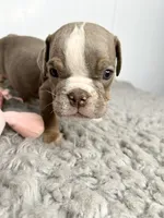 Layla, a female English Bulldog for sale in Orange City, IA – 5 of 5