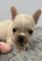 Lily, a female French Bulldog for sale in Orange City, IA – 2 of 2