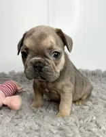 Karen, a female French Bulldog for sale in Orange City, IA – 2 of 5