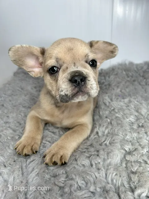 Lily – French Bulldog puppy for sale in Orange City, IA
