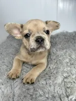 Lily, a female French Bulldog for sale in Orange City, IA – 1 of 5
