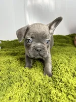 Liam, a male French Bulldog for sale in Orange City, IA – 2 of 5
