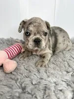 SALE! Lucy, a female French Bulldog for sale in Orange City, IA – 2 of 5