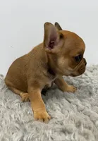 Willie, a male French Bulldog for sale in Orange City, IA – 3 of 5