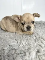 Lily, a female French Bulldog for sale in Orange City, IA – 4 of 5