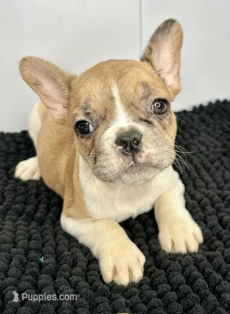 SALE! Lilo – French Bulldog puppy for sale in Orange City, IA