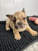 Wendi, a female French Bulldog for sale in Orange City, IA – 3 of 5