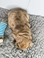 Ringo, a male French Bulldog for sale in Orange City, IA – Photo 5 of 5