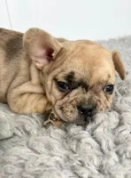 Ringo, a male French Bulldog for sale in Orange City, IA – Photo 3 of 5