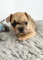 Ringo, a male French Bulldog for sale in Orange City, IA – Photo 2 of 5