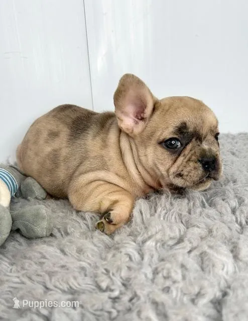 Ringo – French Bulldog puppy for sale in Orange City, IA
