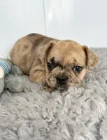 Ringo, a male French Bulldog for sale in Orange City, IA – Photo 4 of 5