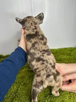 Loki, a male French Bulldog for sale in Orange City, IA – Photo 4 of 5