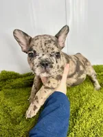 Loki, a male French Bulldog for sale in Orange City, IA – Photo 2 of 5