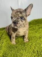 Loki, a male French Bulldog for sale in Orange City, IA – Photo 3 of 5