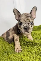 Loki, a male French Bulldog for sale in Orange City, IA – Photo 1 of 5