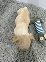 Liam, a male French Bulldog for sale in Orange City, IA – 3 of 3