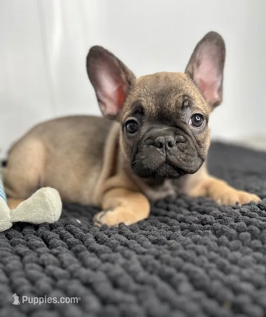 Pablo – French Bulldog puppy for sale in Orange City, IA