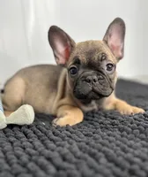 Pablo, a male French Bulldog for sale in Orange City, IA – 1 of 5