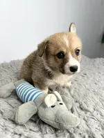 Bobby, a female Pembroke Welsh Corgi for sale in Orange City, IA – 4 of 5