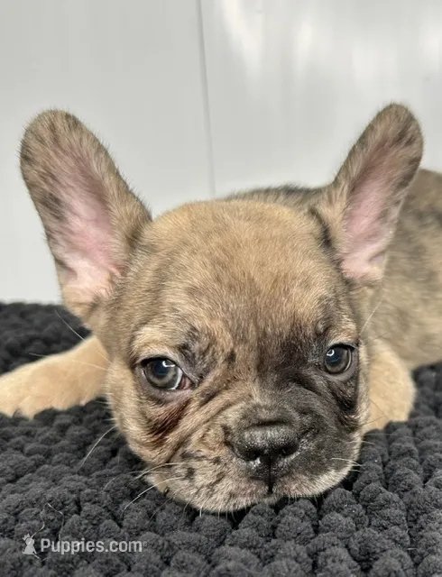 Stanley – French Bulldog puppy for sale in Orange City, IA