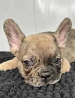 Stanley, a male French Bulldog for sale in Orange City, IA – 1 of 4