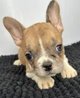 SALE! Lilo, a female French Bulldog for sale in Orange City, IA – 4 of 5