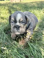 Sonny, a male English Bulldog for sale in Orange City, IA – 3 of 4