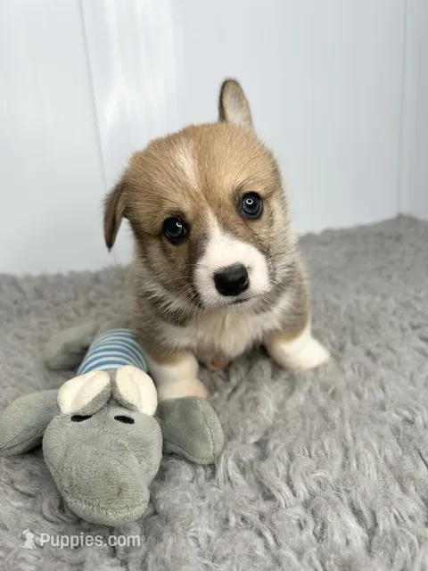 Bobby – Pembroke Welsh Corgi puppy for sale in Orange City, IA