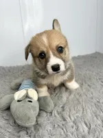 Bobby, a female Pembroke Welsh Corgi for sale in Orange City, IA – 1 of 5
