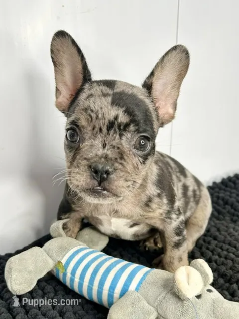SALE! Stitch – French Bulldog puppy for sale in Orange City, IA